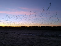 vogelflug in schönhagen